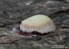 pazderek hnědý (Houby), Stemonitis fusca (Fungi)